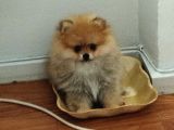 Dişi Güzeller Güzeli Pomeranian Bebek