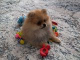 Dişi Güzeller Güzeli Pomeranian Bebek
