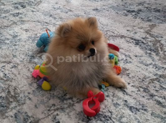 Dişi Güzeller Güzeli Pomeranian Bebek görsel