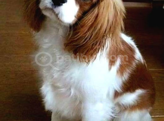 Kontes Köpeği̇ Ki̇ng Charles
