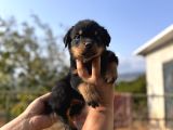Scrli Rotweiller Bebekler