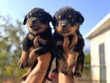Scrli Rotweiller Bebekler