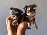 TEACUP YORKSHİRE TERRİER BEBEKLER