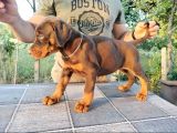 Kızıl Show Line Doberman Yavrular