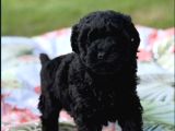 Siyah inci en özel poodle yavrular