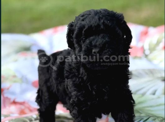 Siyah inci en özel poodle yavrular