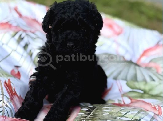 Siyah Inci En Özel Poodle Yavrular görsel