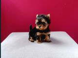 Tea cup yorkshire terrier yavrularımız