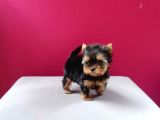 Tea Cup Yorkshire Terrier Yavrularımız