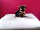 Tea Cup Yorkshire Terrier Yavrularımız