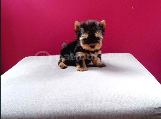 Tea Cup Yorkshire Terrier Yavrularımız görsel