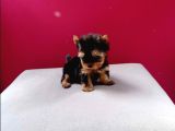Tea Cup Yorkshire Terrier Yavrularımız