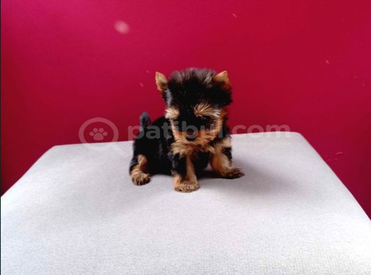 Tea Cup Yorkshire Terrier Yavrularımız görsel