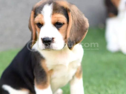 Mükemmel Beagle Yavrular görsel
