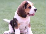 Mükemmel Beagle Yavrular