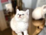 British Shorthair Lynx Point Yavrular