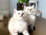 British Shorthair Lynx Point Yavrular