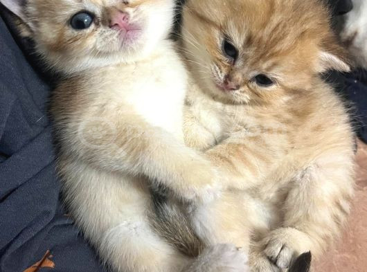Golden Ve Beyaz Cins Tatlı Oyuncu Yavrularım görsel