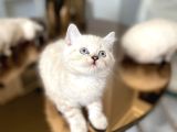 British Shorthair Lynx Point Yavrular