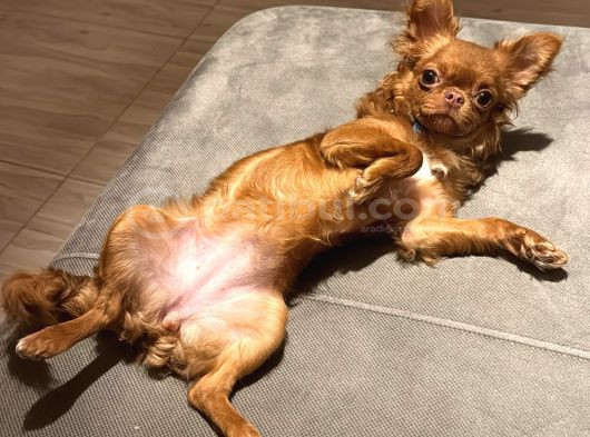 Orjinal Chihuahua Tea Cup Uzun Tüylü Dişi görsel