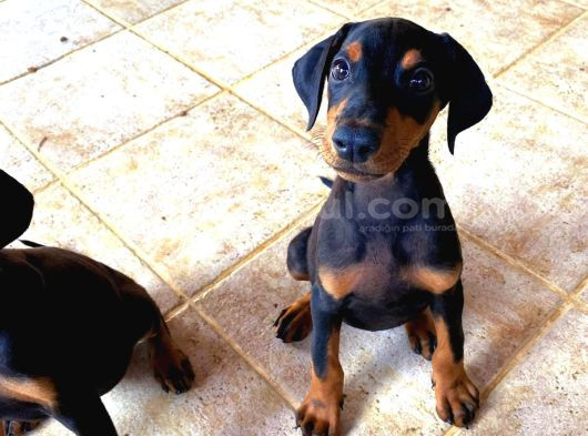 Saf Kan Doberman Yavrularımız Ömürlük Ailesini Ariyor görsel