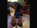 Saf Kan Doberman Yavrularımız Ömürlük Ailesini Ariyor