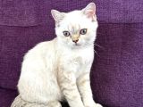Blue Point Shorthair Yavrumuz