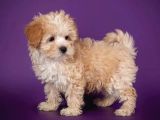 Çok Özel Malti̇poo Yavrularimiz