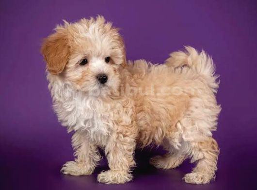 Çok Özel Malti̇poo Yavrularimiz görsel