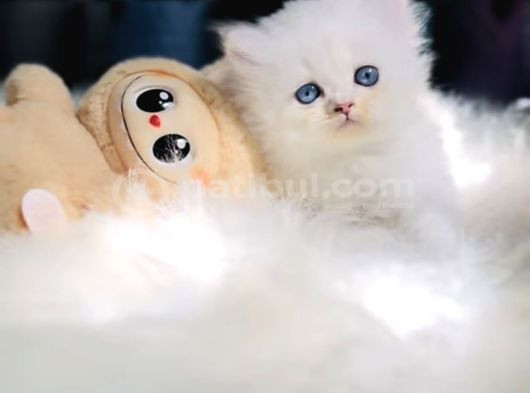 Muhteşem Kalite Scottish Longhair Bebekleriö