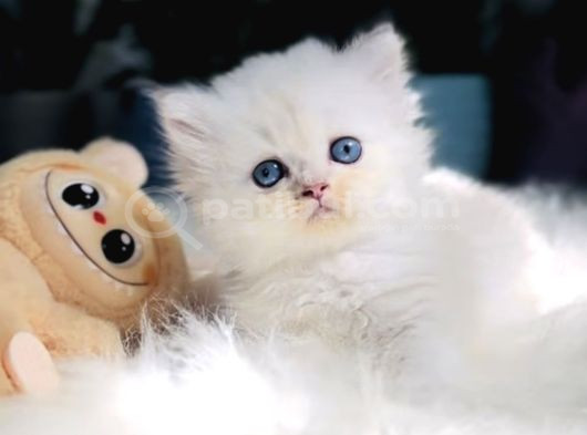 Muhteşem Kalite Scottish Longhair Bebekleriö görsel