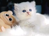 Muhteşem Kalite Scottish Longhair Bebekleriö