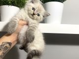 British Shorthair Lynx Point Yavrular