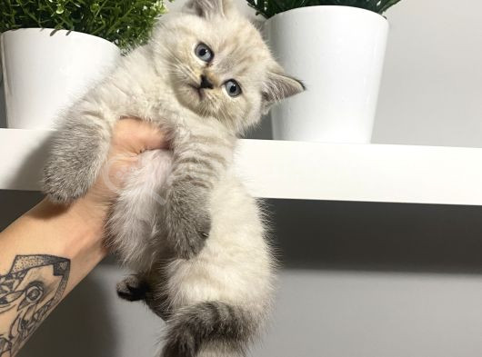 British Shorthair Lynx Point Yavrular görsel