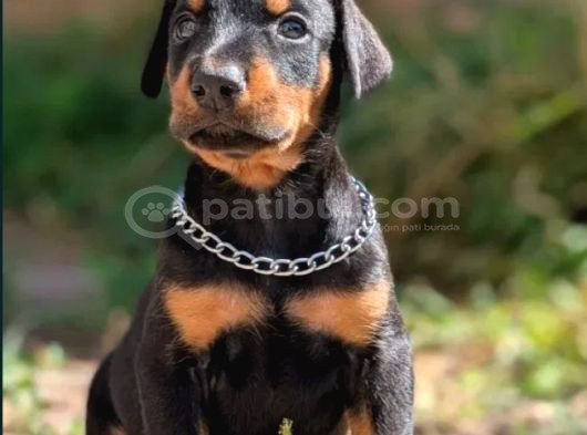 Kulak Kuyruk Estetikli Europan Doberman Yavrular görsel