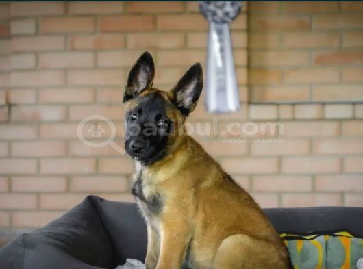 Malinois Kurt