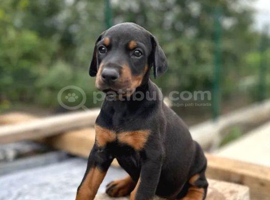 King Doberman Yavrular görsel