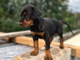 King doberman yavrular