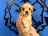 Kore Surat Malti̇poo Yavrularimiz