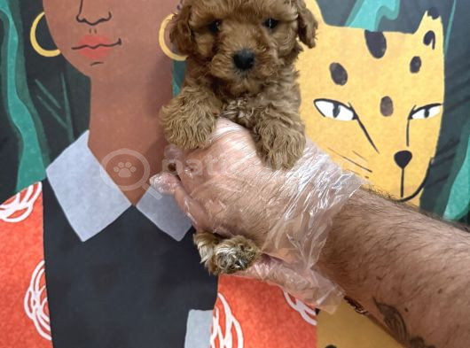 Irk Garanti̇li̇ Toy Poodle Yavrularimiz görsel