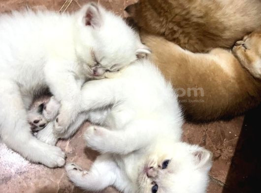 Golden Ve Beyaz Cins Tatlı Oyuncu Yavrularım görsel