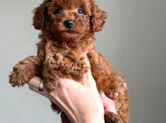Labubu Güzelliğinde Toypoodle görsel
