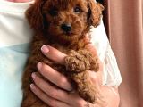 Labubu Güzelliğinde Toypoodle