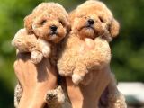 Tüy Dökmeyen Teacup Maltipoo Güzelliği