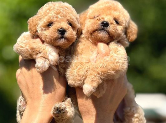 Tüy Dökmeyen Teacup Maltipoo Güzelliği görsel