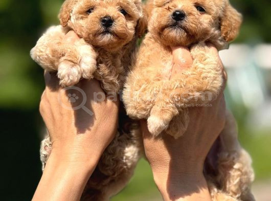 Tüy Dökmeyen Teacup Maltipoo Güzelliği görsel