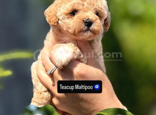 Tüy Dökmeyen Teacup Maltipoo Güzelliği görsel