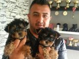 Tea Cup Yorkshire Terrier Yavrularımız Burkemden