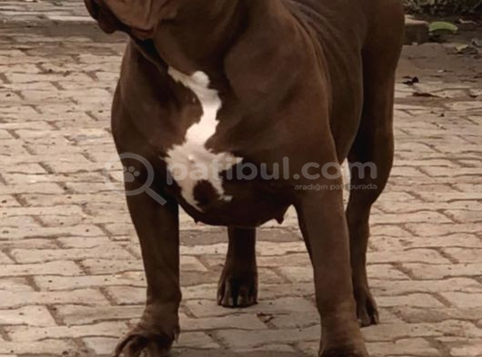 Amerikan Bully Xl Yavruları A Kalite görsel