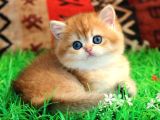 Kraliyet Yavrusu Golden British Shorthair